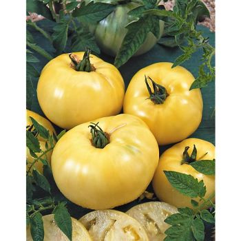 TOMATE GREAT WHITE BEEFSTEAK