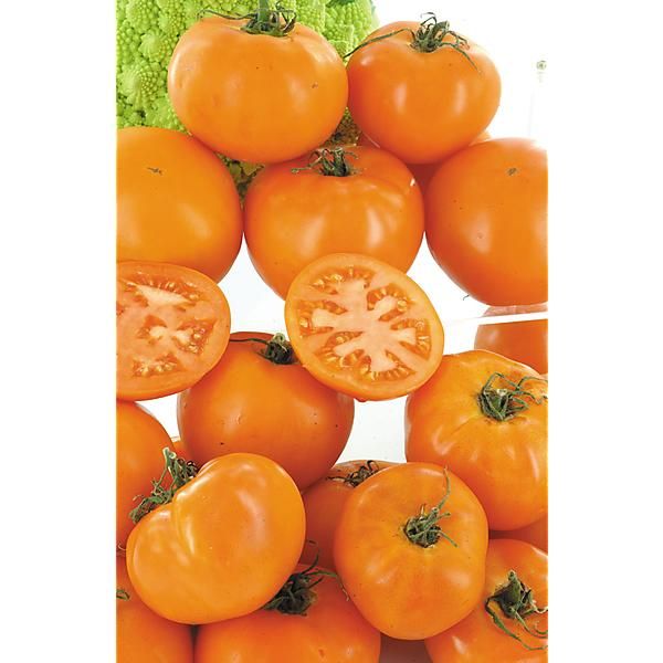 TOMATE LA CAROTINA