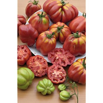 TOMATE ZAPOTEC PLEATED