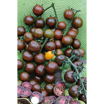 TOMATE BLACK ZEBRA 2