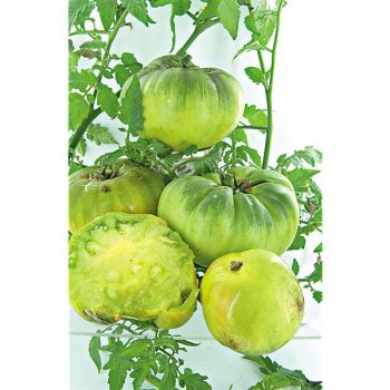 TOMATE AUNT RUBY'S GERMAN GREEN