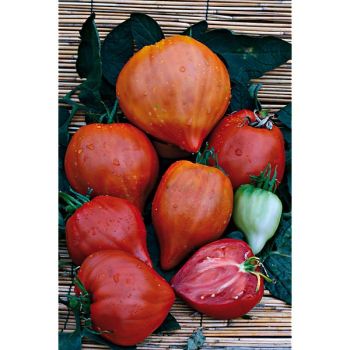 TOMATE TETON de VENUS