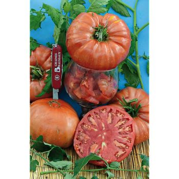 TOMATE BELLE PORTUGAISE
