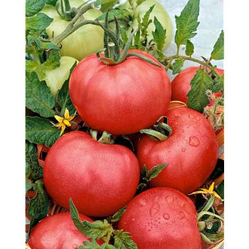 TOMATE ARKANSAS TRAVELLER