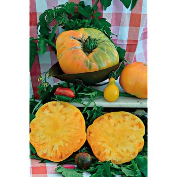 TOMATE AUNT GERTIE'S GOLD