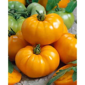 TOMATE BRANDYWINE YELLOW