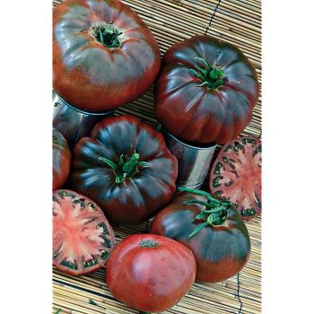 TOMATE CAROL CHYKO'S BIG PASTE BLACK