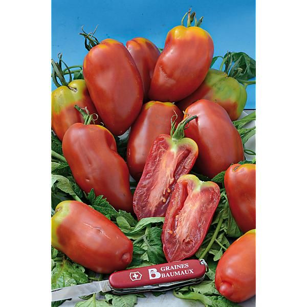 TOMATE OR CORNO