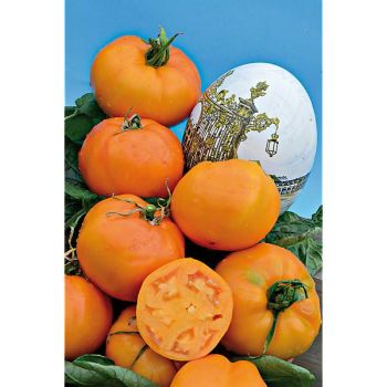 TOMATE PERSIMMON