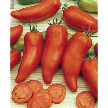 TOMATE des ANDES ou ANDINE CORNUE