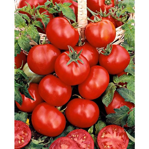 TOMATE PROMYK