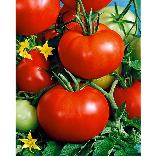 TOMATE F1 ADAM