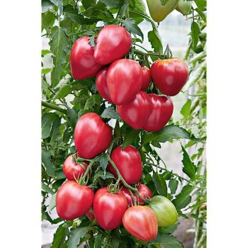 TOMATE BAWOLE SERCE 2