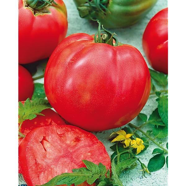 TOMATE MALINOWY OLBRZYM