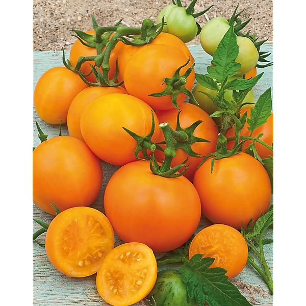 TOMATE ZLOTY OZAROWSKI