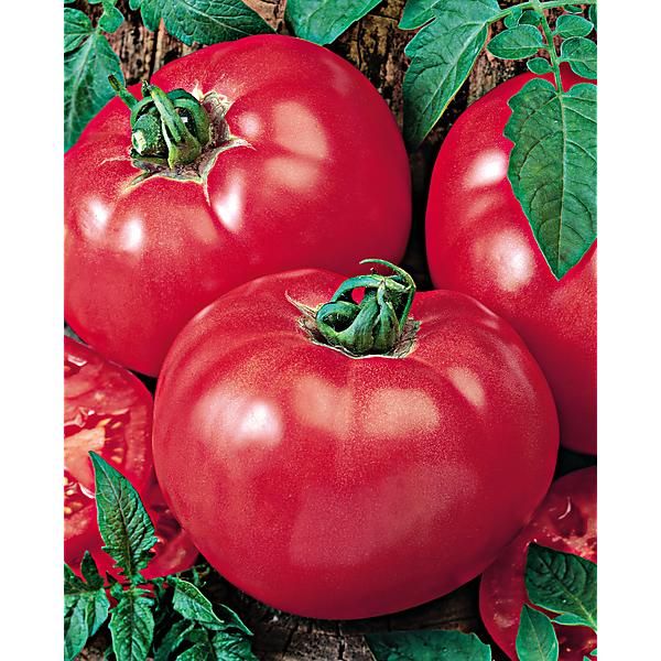 TOMATE FAWORYT