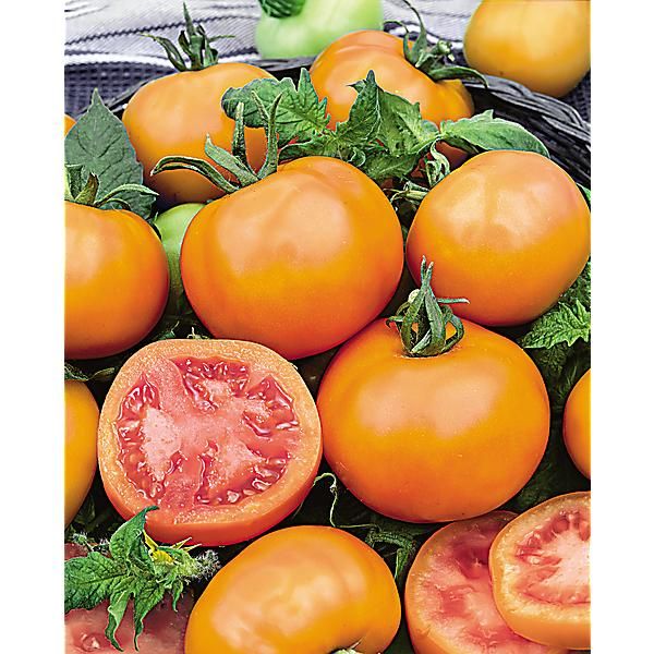 TOMATE ZLATAVA