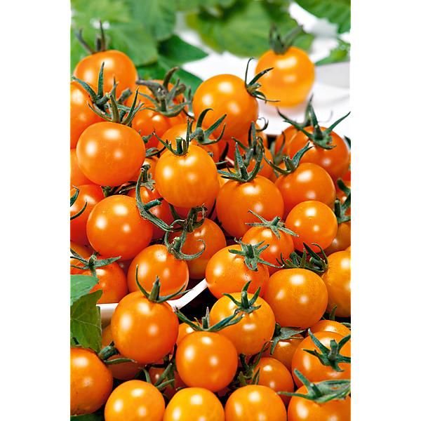 TOMATE FIGIEL