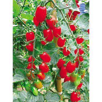 TOMATE F1 SORBETTO 2