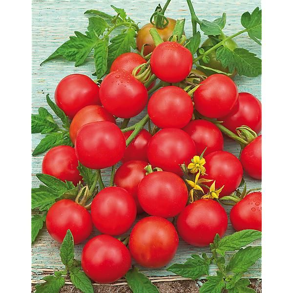 TOMATE GARDENER'S DELIGHT Bio