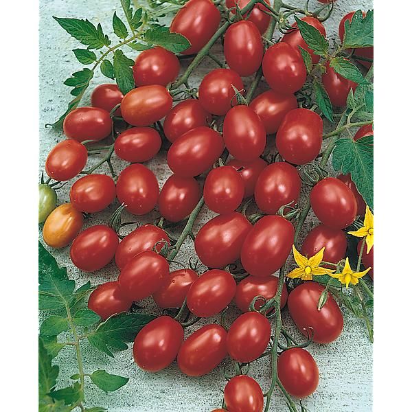TOMATE CROVARESE