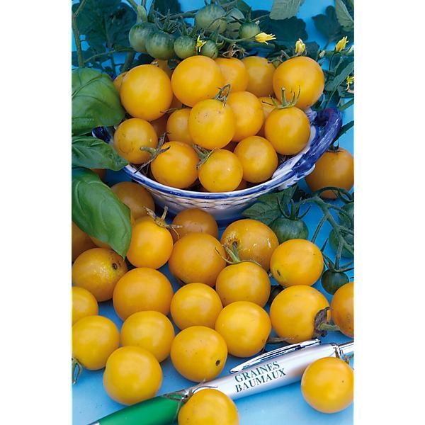 TOMATE F1 SUMMER SUN