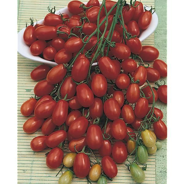TOMATE F1 MODUS