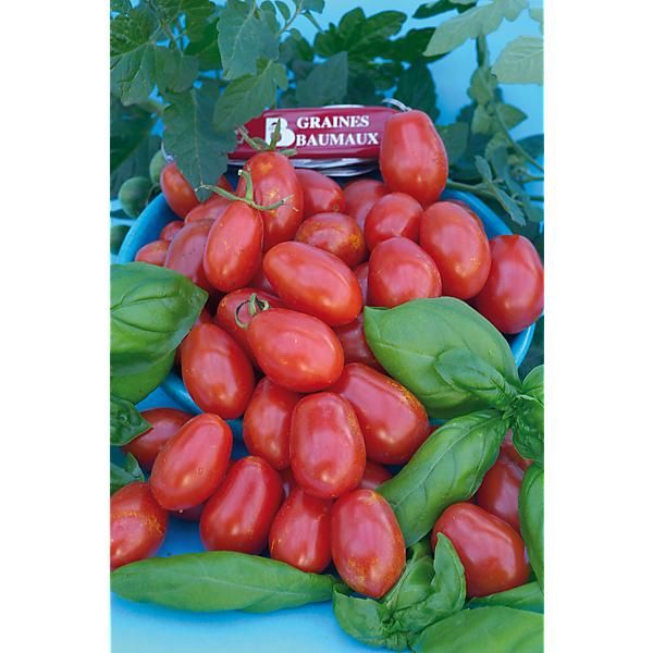 TOMATE F1 ALIGOTE