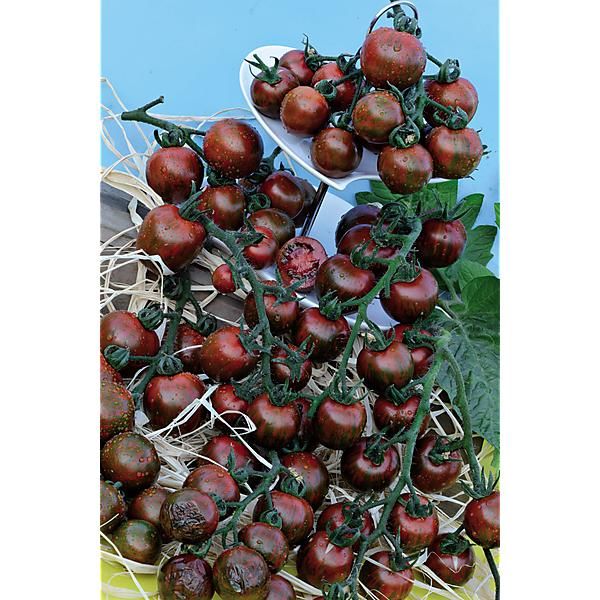 TOMATE BLACK ZEBRA COCKTAIL