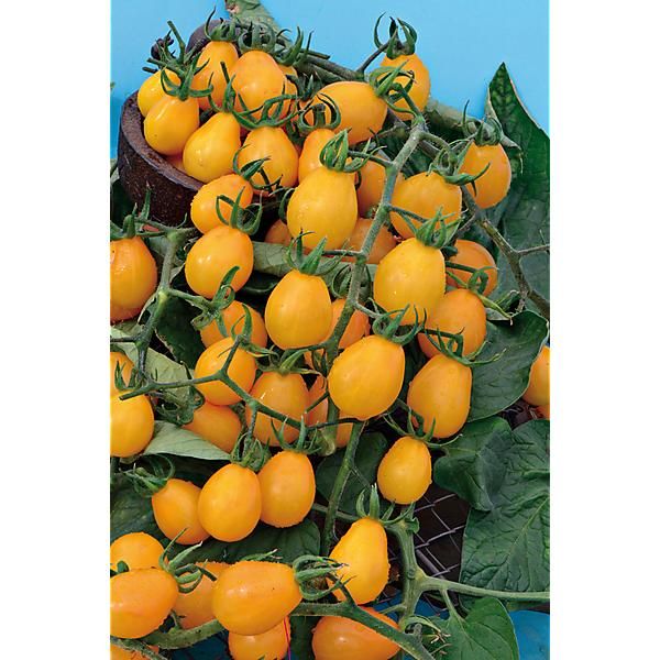 TOMATE YELLOW SUBMARINE