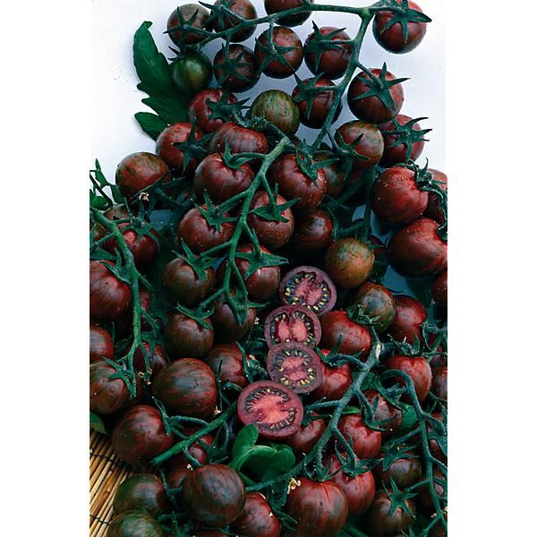 TOMATE F1 TIGER