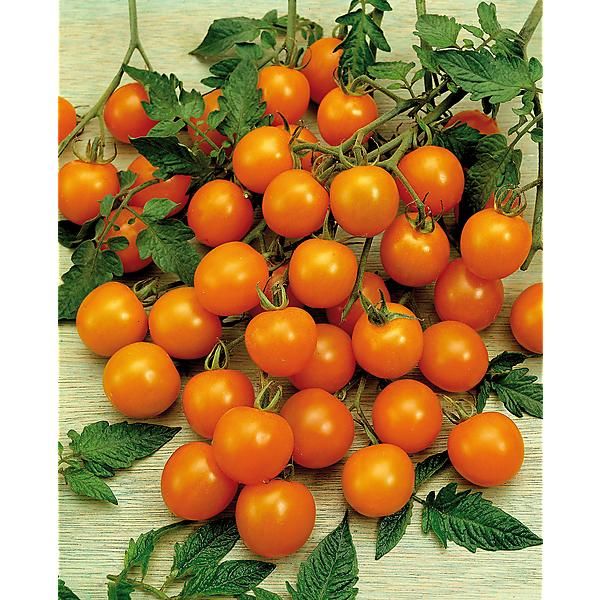 TOMATE VENUS