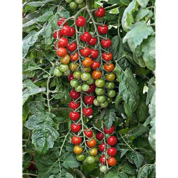 TOMATE SWEET APERITIF