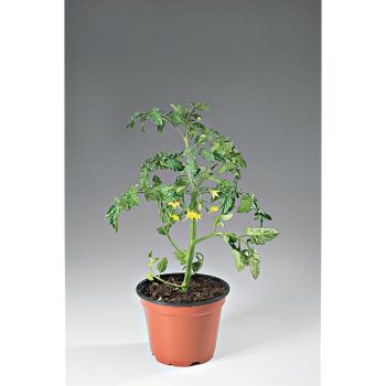 TOMATE F1 GOLOTYNA 2