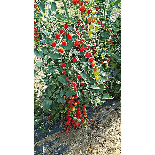 TOMATE F1 DATTORED