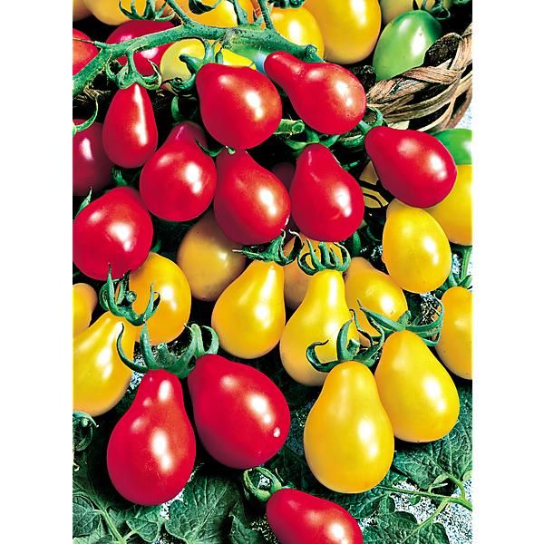 TOMATE MINI POIRE MIX
