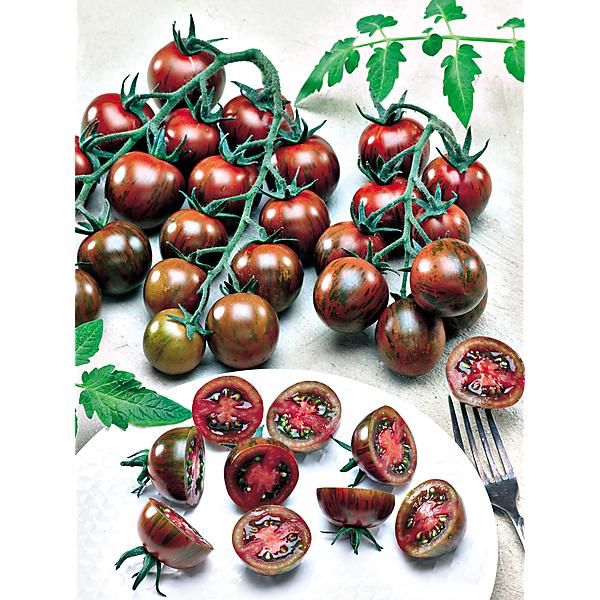 TOMATE F1 SUNCHOCOLA