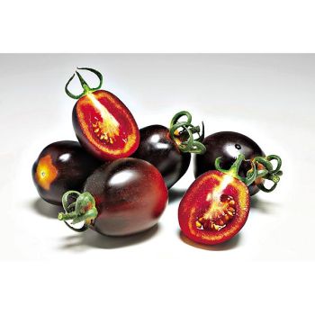 TOMATE F1 NIGHTSHADE