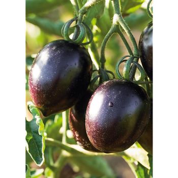 TOMATE F1 NIGHTSHADE 2