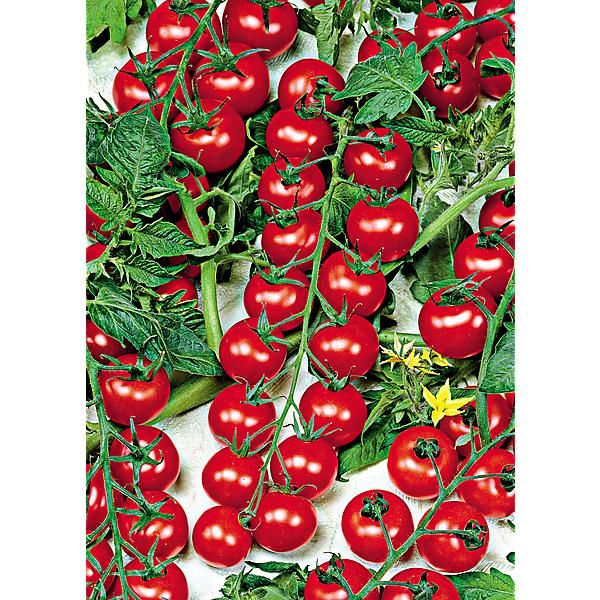 TOMATE F1 CROKINI