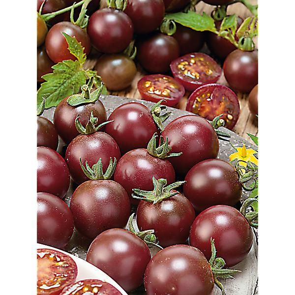 TOMATE BLACK CHERRY