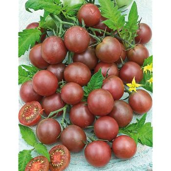 TOMATE BLACK CHERRY Bio