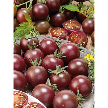TOMATE BLACK CHERRY Bio 2