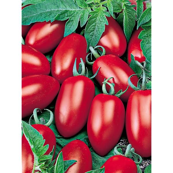 TOMATE F1 SUPER MAMA