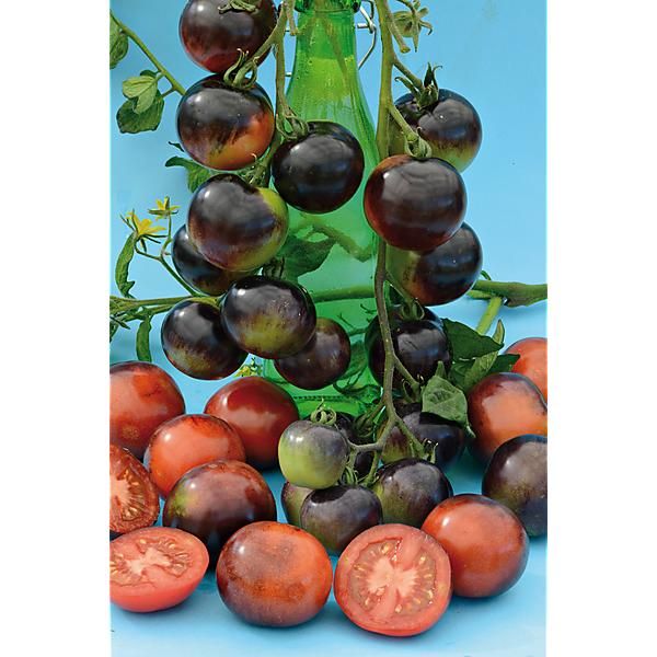 TOMATE LATOMATEBLEUE BAUMAUX® (indigo rose)