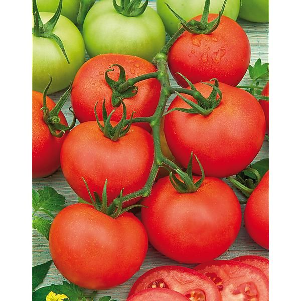 TOMATE F1 SPORTIVO