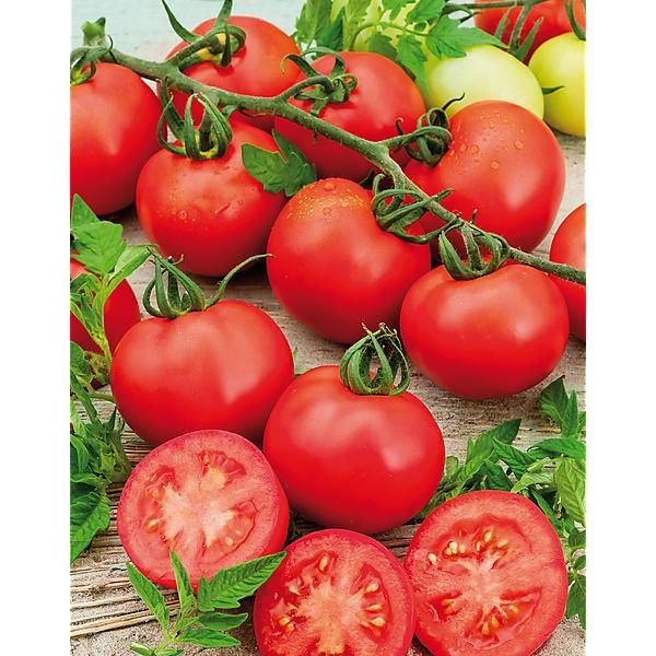 TOMATE F1 PHILONA