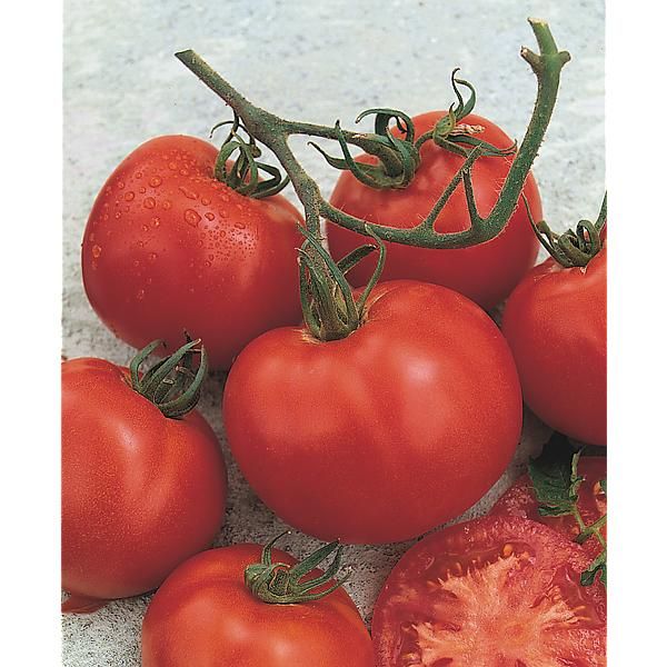 TOMATE F1 FANDANGO