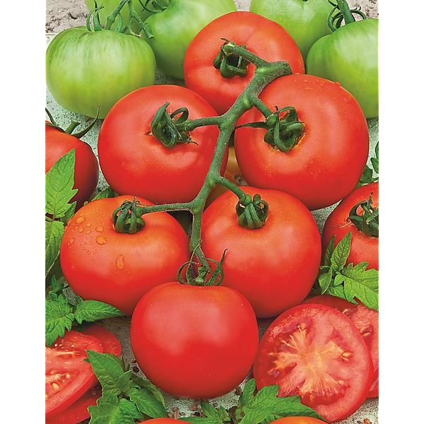 TOMATE F1 PYROS