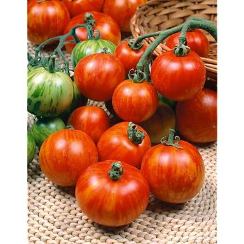 TOMATE TIGERELLA